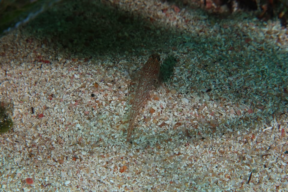 ภาพประกอบของ ปลาบู่บู่ (Gobius fallax)
