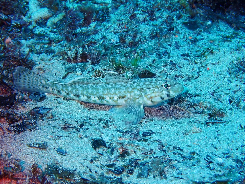 ภาพประกอบของ ปลาบู่บู่ (Gobius geniporus)