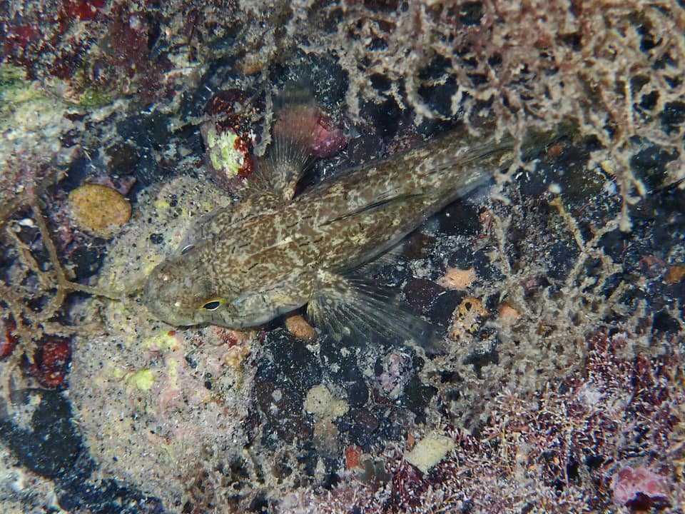 ภาพประกอบของ ปลาบู่ดำบู่ (Gobius niger)