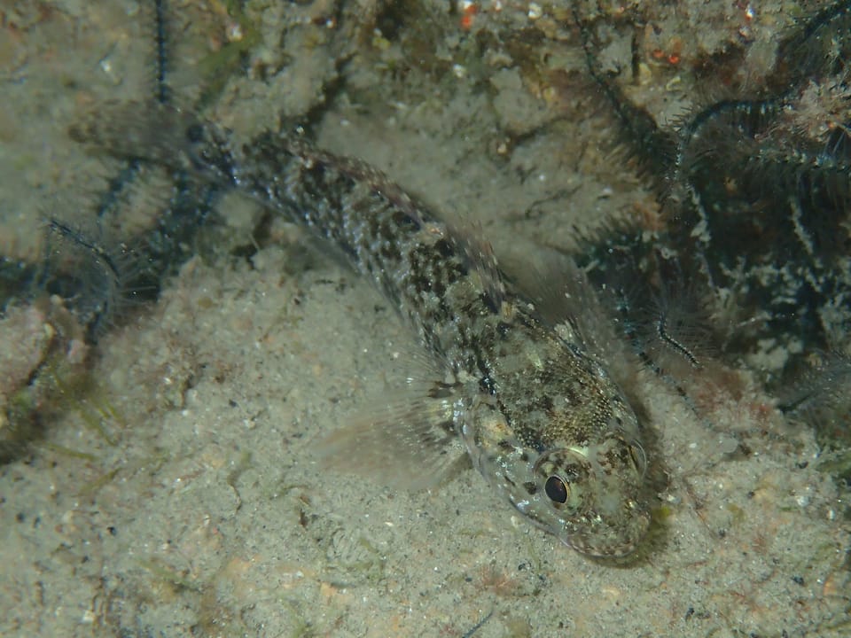 ภาพประกอบของ ปลาบู่บู่ (Gobius paganellus)