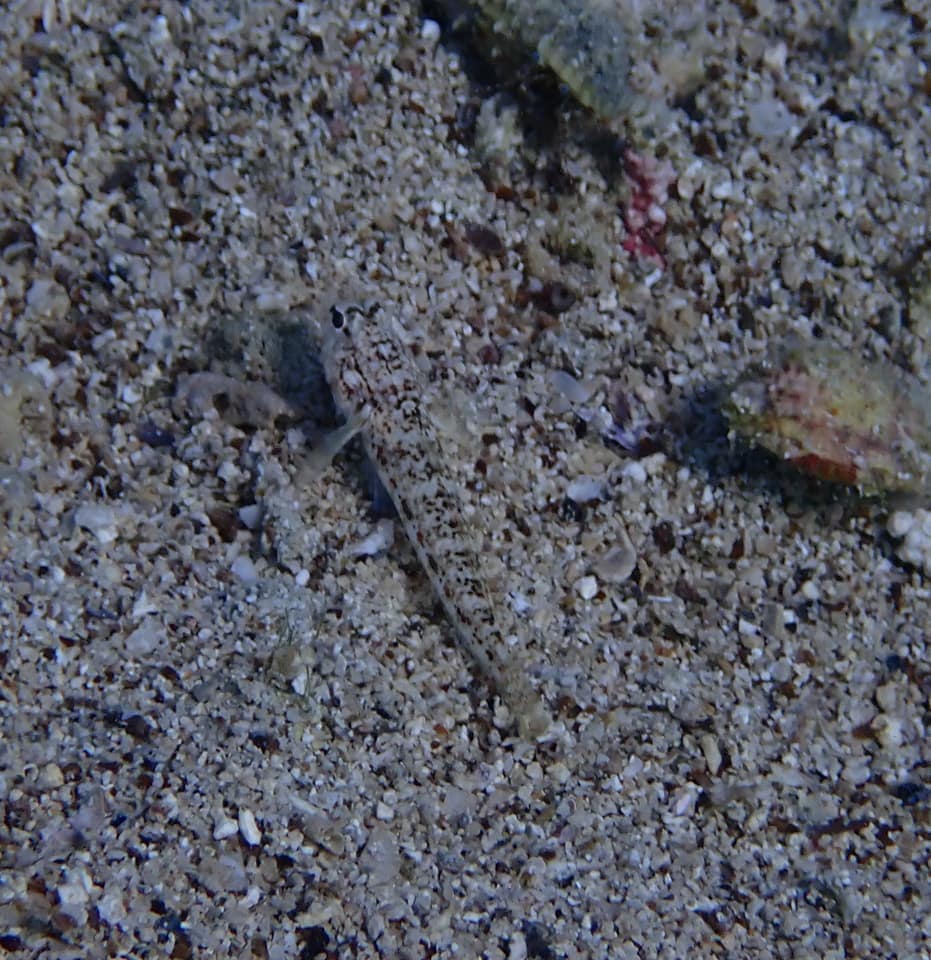 ภาพประกอบของ ปลาบู่บู่ (Gobius roulei)