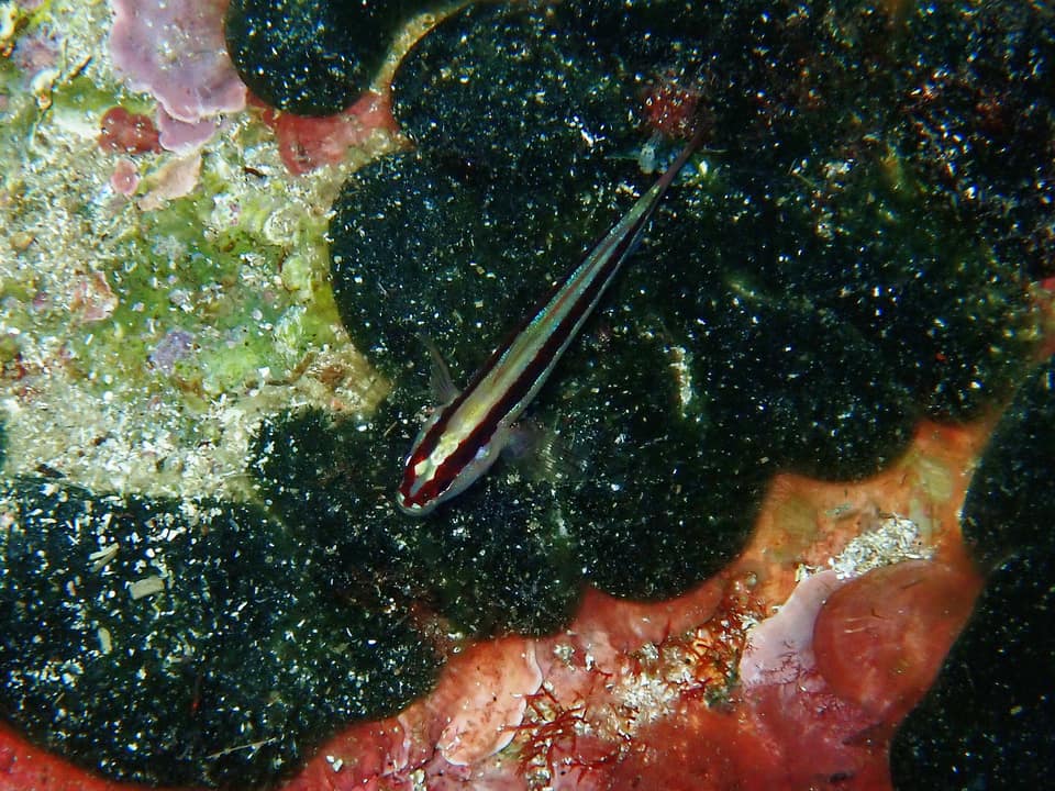 ภาพประกอบของ ปลาบู่ลายเส้นบู่ (Gobius vittatus)
