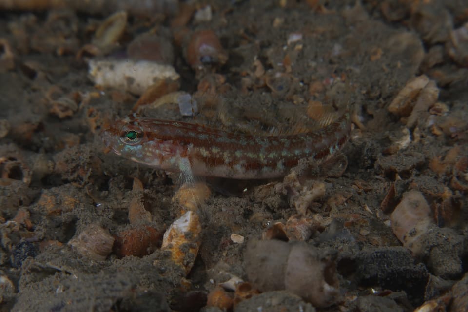 ภาพประกอบของ ปลาบู่บู่ (Gobius xoriguer)