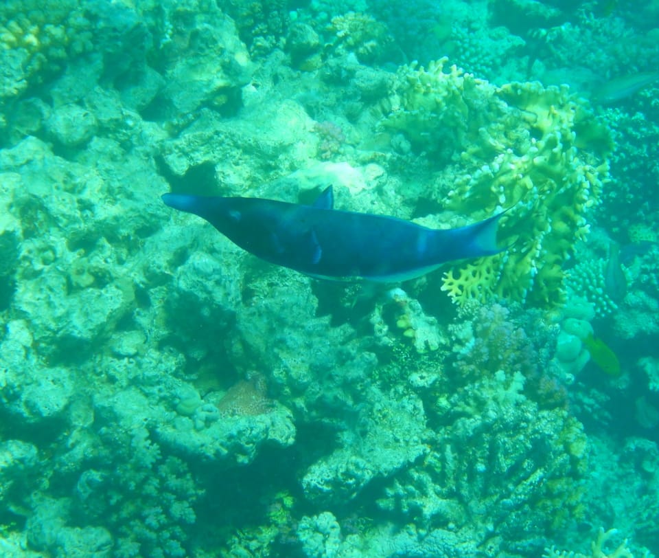 ภาพประกอบของ ปลานกขุนทองแดง (Gomphosus klunzingeri)