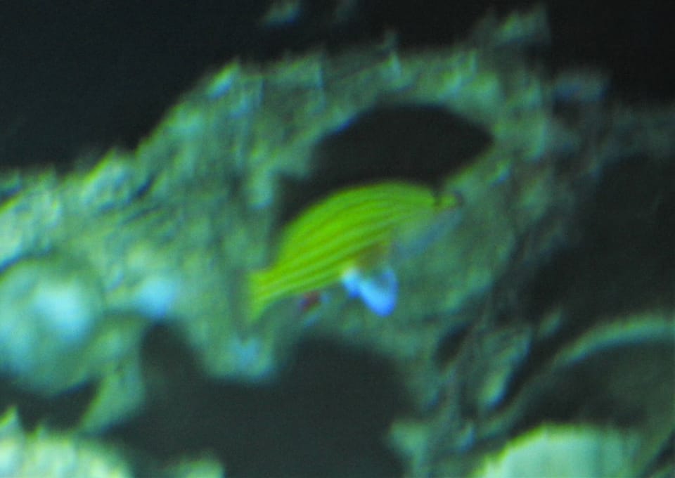 ภาพประกอบของ ปลากะรัง hispanus (Gonioplectrus hispanus)