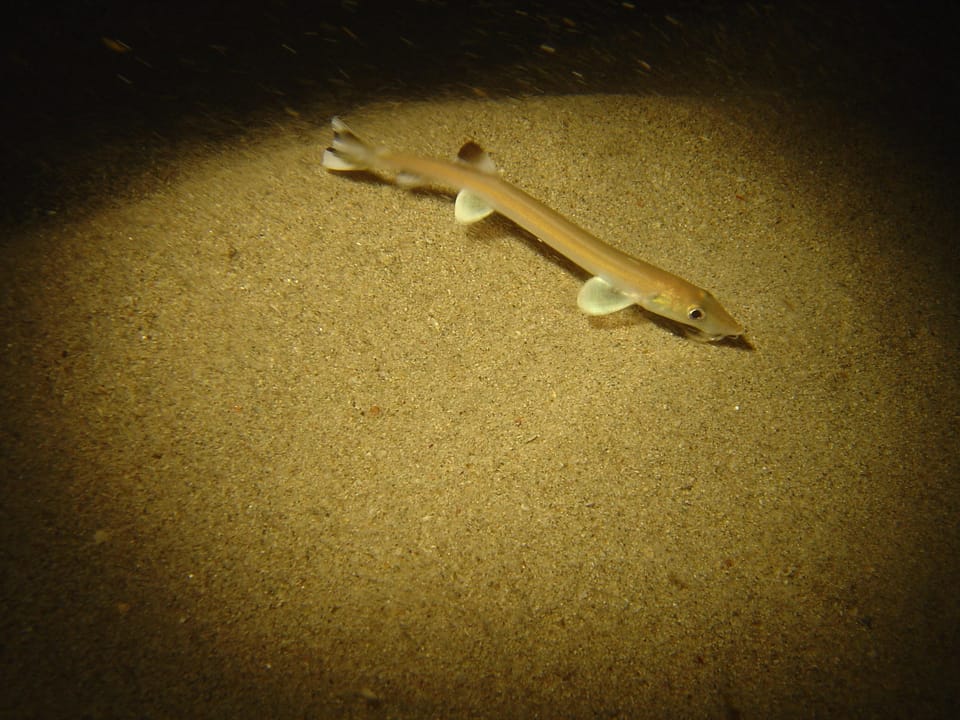 ภาพประกอบของ ปลา gonorynchus (Gonorynchus gonorynchus)