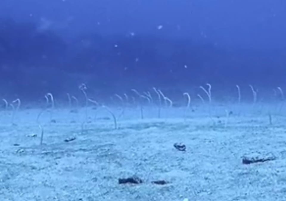 ภาพประกอบของ ปลา hawaiiensis (Gorgasia hawaiiensis)