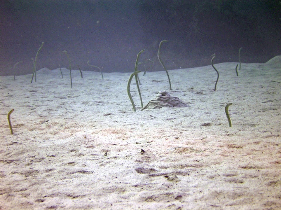 ภาพประกอบของ ปลา sillneri (Gorgasia sillneri)