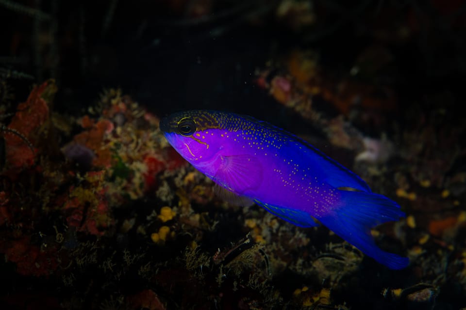 ภาพประกอบของ ปลาแกรมม่า melacara (Gramma melacara)