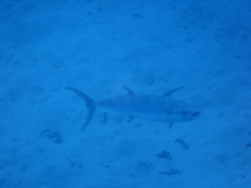 ภาพประกอบของ ปลา bicarinatus (Grammatorcynus bicarinatus)