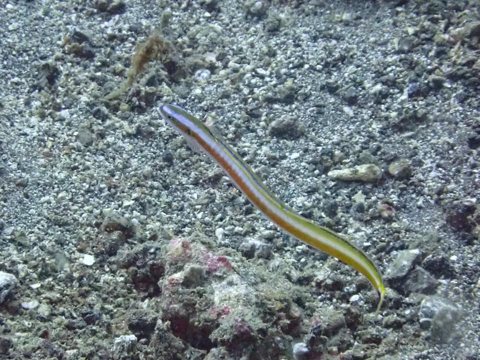 ภาพประกอบของ ปลาบู่ไฟนีออนบู่ (Gunnellichthys curiosus)