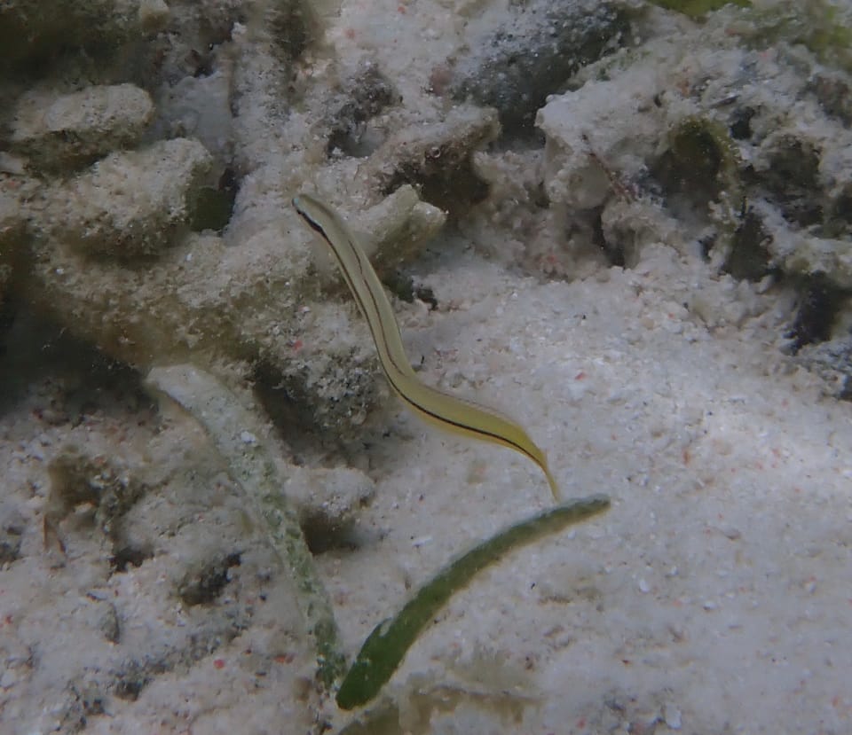 ภาพประกอบของ ปลาบู่ไฟดำลายเส้นบู่ (Gunnellichthys pleurotaenia)