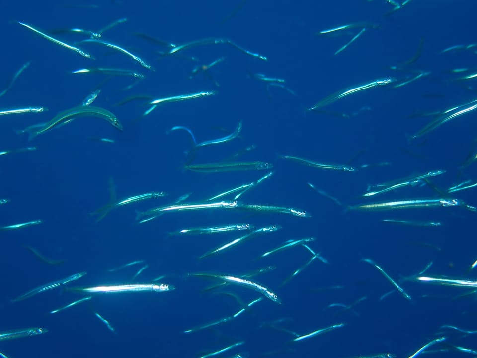 ภาพประกอบของ ปลา cicerelus (Gymnammodytes cicerelus)