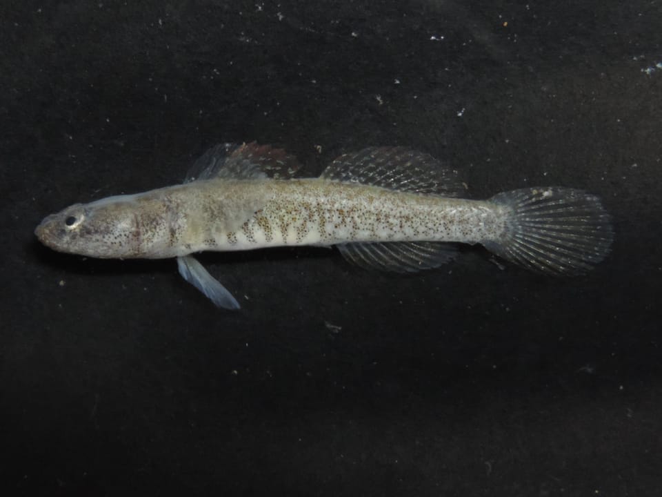 ภาพประกอบของ ปลาบู่ scrobiculatus (Gymnogobius scrobiculatus)