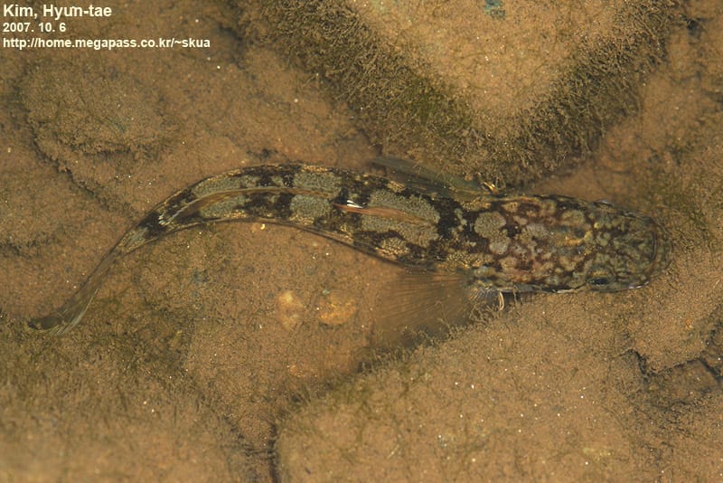 ภาพประกอบของ ปลาบู่ urotaenia (Gymnogobius urotaenia)