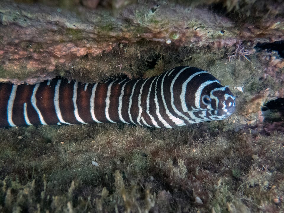 ภาพประกอบของ ปลาไหลมอเรย์ลายตาข่าย (Gymnomuraena zebra)