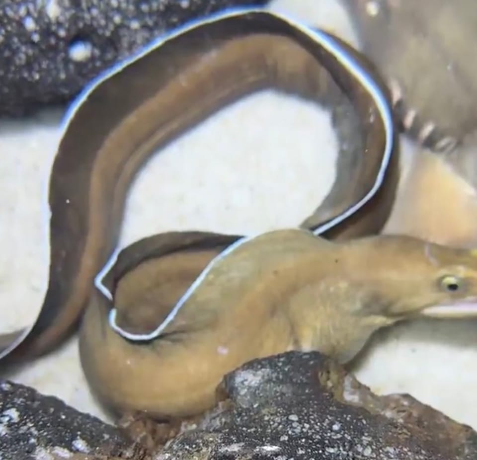ภาพประกอบของ ปลาไหลมอเรย์ขาว (Gymnothorax albimarginatus)