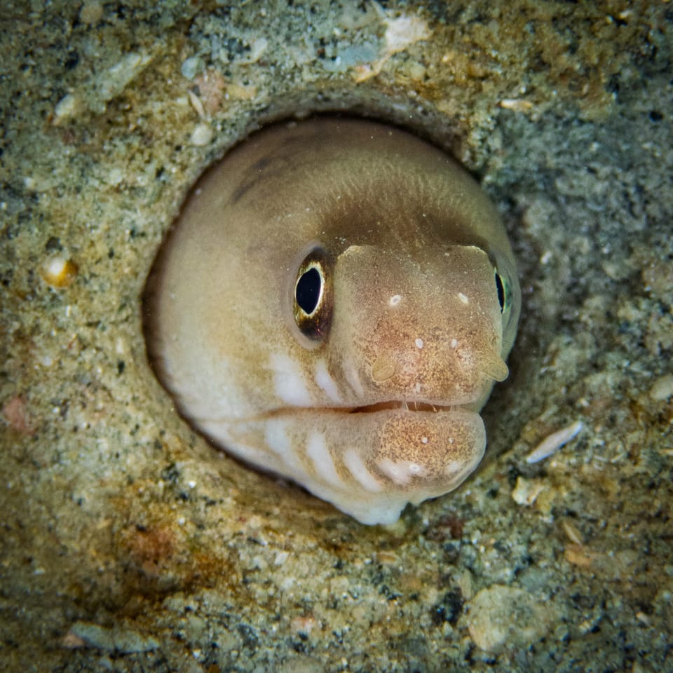 ภาพประกอบของ ปลาไหลมอเรย์ angusticauda (Gymnothorax angusticauda)