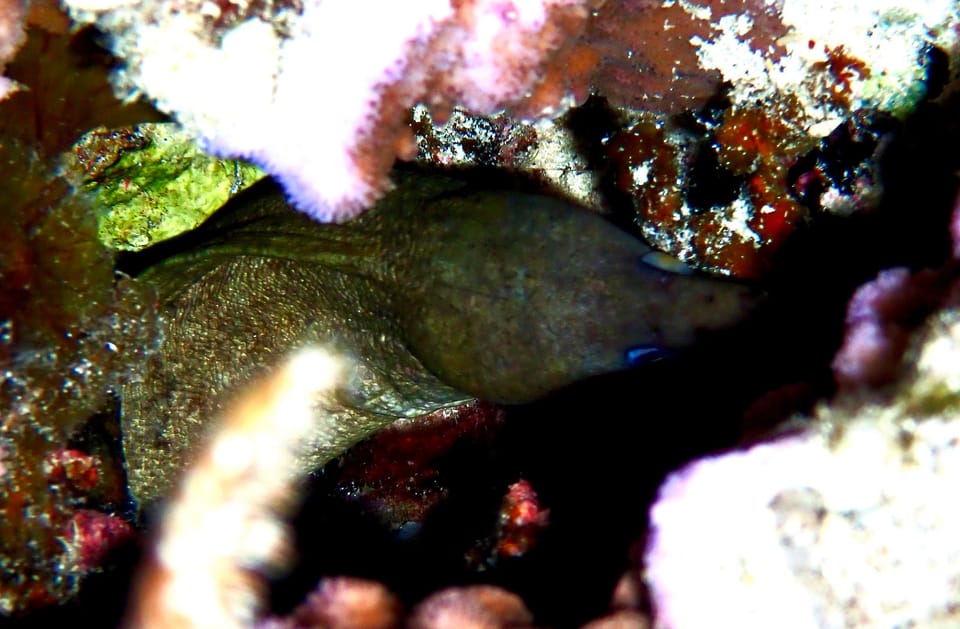 ภาพประกอบของ ปลาไหลมอเรย์ buroensis (Gymnothorax buroensis)