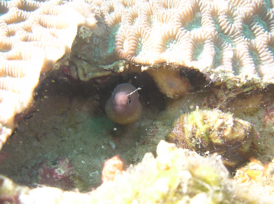 ภาพประกอบของ ปลาไหลมอเรย์ castlei (Gymnothorax castlei)