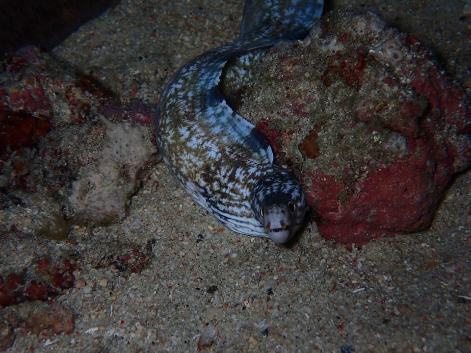 ภาพประกอบของ ปลาไหลมอเรย์ลายบั้ง (Gymnothorax enigmaticus)