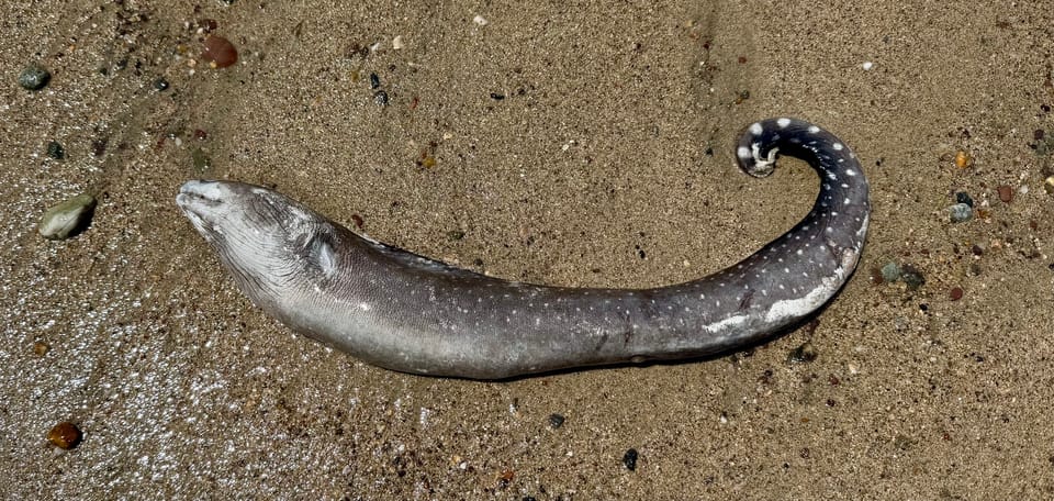 ภาพประกอบของ ปลาไหลมอเรย์ลายจุด (Gymnothorax equatorialis)