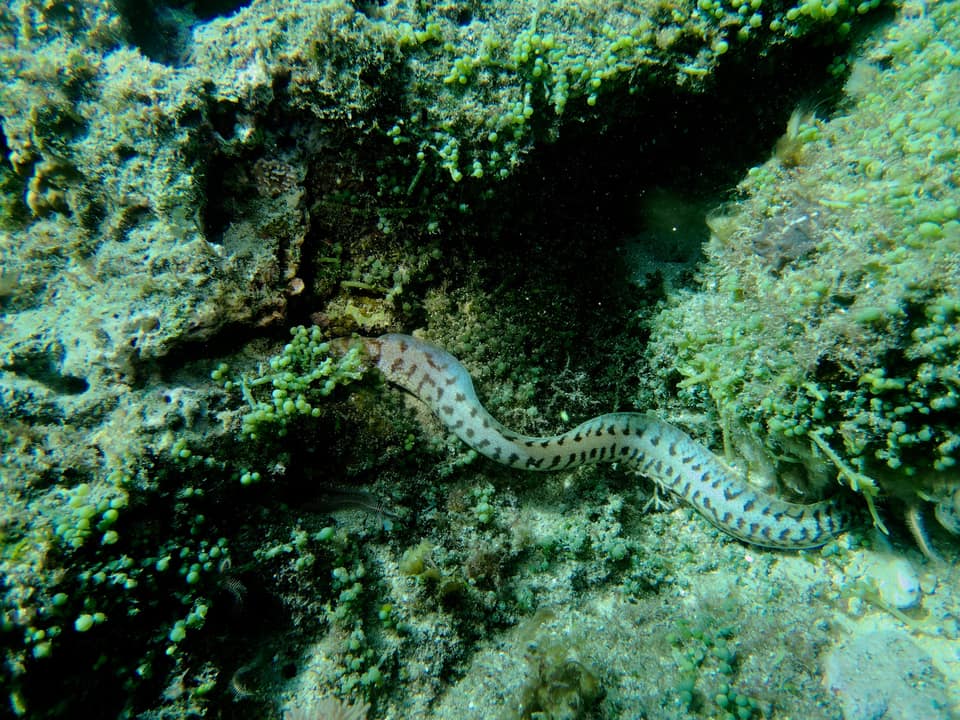 ภาพประกอบของ ปลาไหลมอเรย์หน้าปาน (Gymnothorax fimbriatus)