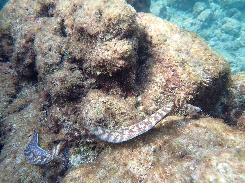 ภาพประกอบของ ปลาหลดหินคิดาโกะ (Gymnothorax kidako)
