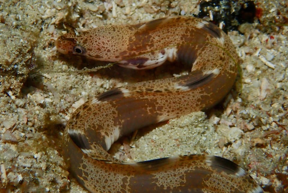 ภาพประกอบของ ปลาไหลมอเรย์ longinaris (Gymnothorax longinaris)