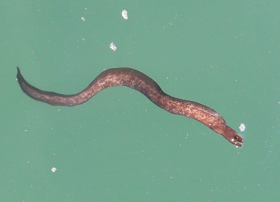 ภาพประกอบของ ปลาไหลมอเรย์น้ำตาล (Gymnothorax longinquus)