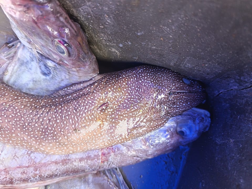 ภาพประกอบของ ปลาหลดหินกระขาว (Gymnothorax neglectus)