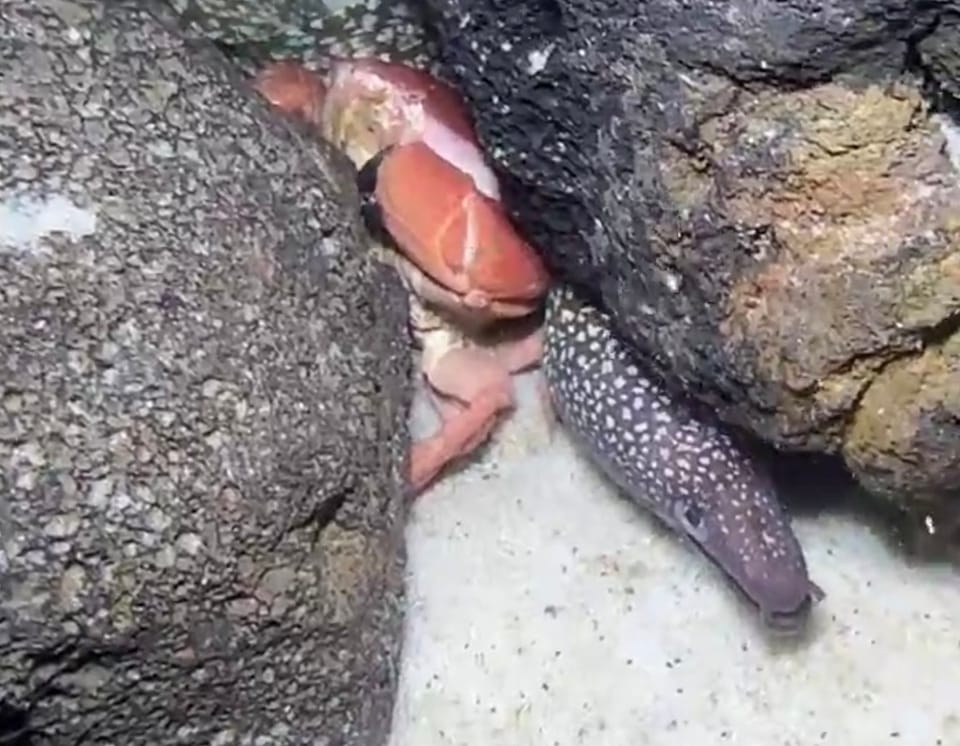 ภาพประกอบของ ปลาไหลมอเรย์ niphostigmus (Gymnothorax niphostigmus)