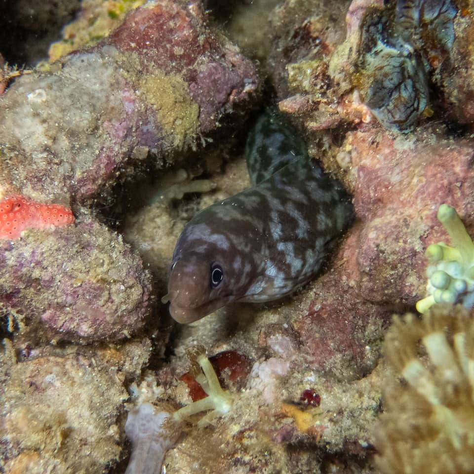 ภาพประกอบของ ปลาไหลมอเรย์แนวปะการัง (Gymnothorax paucivertebralis)