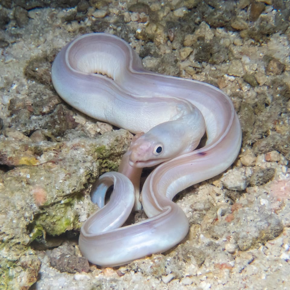 ภาพประกอบของ ปลาไหลมอเรย์ผีไหล (Gymnothorax phasmatodes)