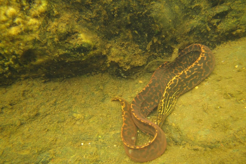 ภาพประกอบของ ปลาหลดหินลายเสือดาว (Gymnothorax polyuranodon)
