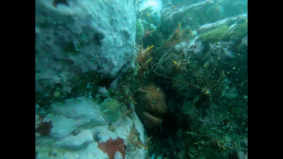 ภาพประกอบของ ปลาไหลมอเรย์ porphyreus (Gymnothorax porphyreus)