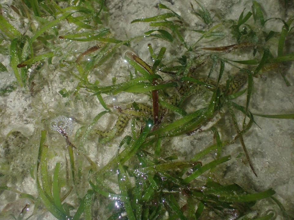 ภาพประกอบของ ปลาไหลมอเรย์เล็ก (Gymnothorax richardsonii)
