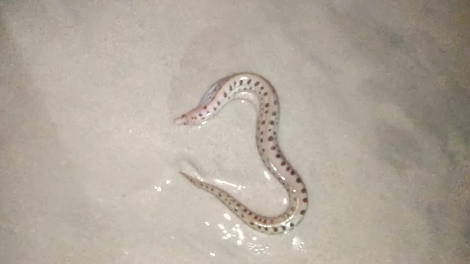 ภาพประกอบของ ปลาไหลมอเรย์ shaoi (Gymnothorax shaoi)