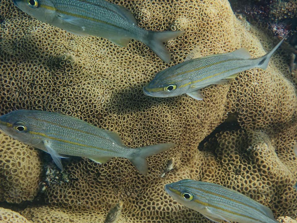 ภาพประกอบของ ปลากรันต์ aurolineatum (Haemulon aurolineatum)