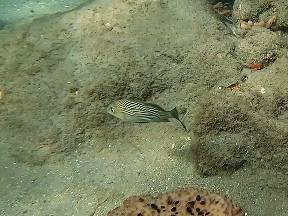 ภาพประกอบของ ปลากรันต์ bonariense (Haemulon bonariense)