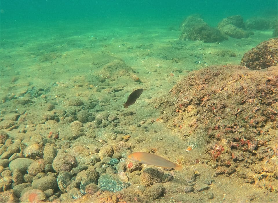 ภาพประกอบของ ปลานกขุนทองป่าชายเลน (Halichoeres aestuaricola)