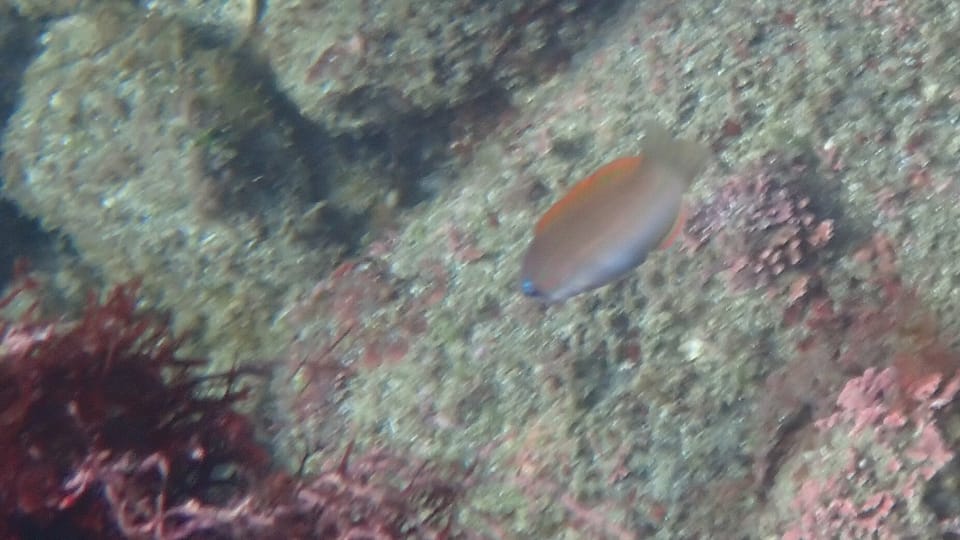 ภาพประกอบของ ปลานกขุนทอง bleekeri (Halichoeres bleekeri)