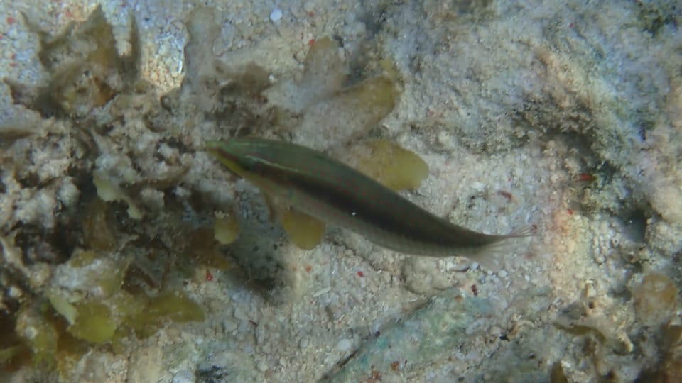 ภาพประกอบของ ปลานกขุนทอง hilomeni (Halichoeres hilomeni)