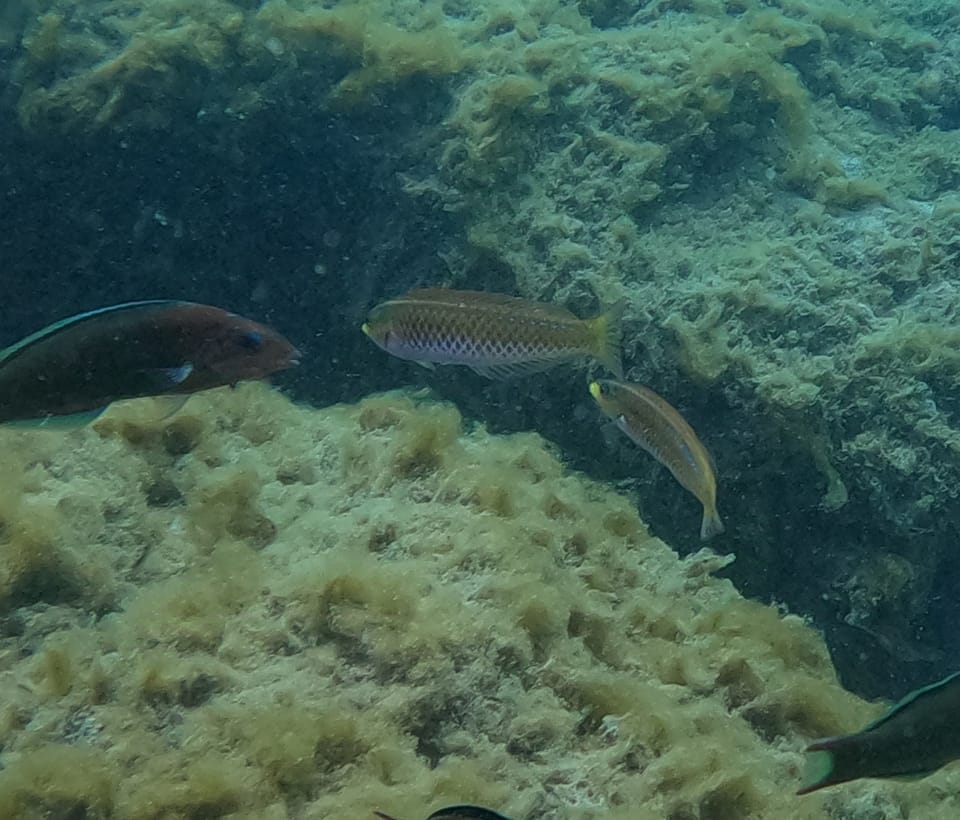 ภาพประกอบของ ปลานกขุนทอง insularis (Halichoeres insularis)