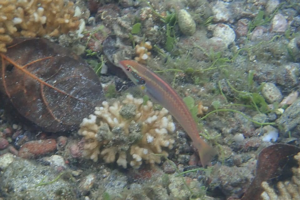 ภาพประกอบของ ปลานกขุนทองทอง (Halichoeres melanotis)