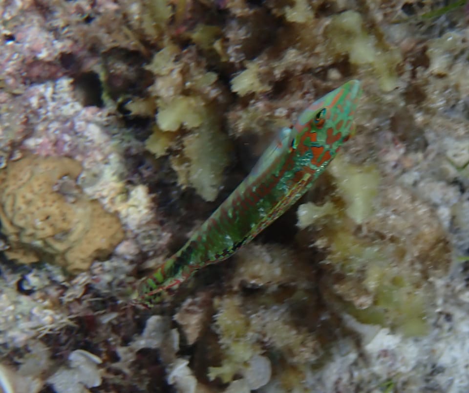 ภาพประกอบของ ปลานกขุนทอง miniatus (Halichoeres miniatus)