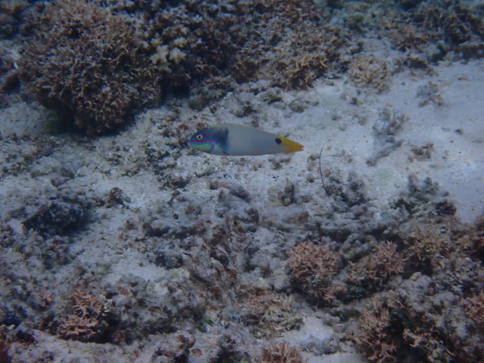 ภาพประกอบของ ปลานกขุนทองลายจุดสายรุ้ง (Halichoeres trimaculatus)