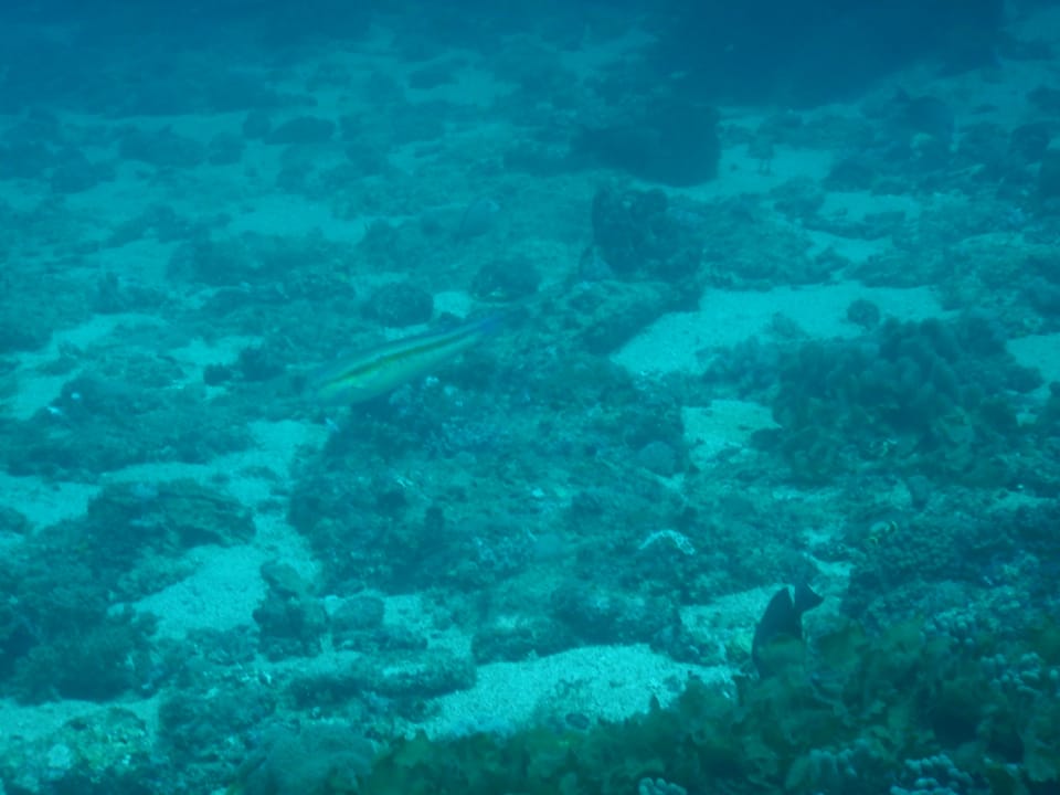 ภาพประกอบของ ปลานกขุนทองแถบทอง (Halichoeres zeylonicus)