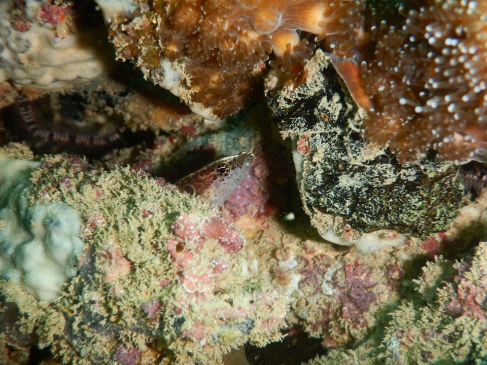 ภาพประกอบของ ปลาดอตตี้แบ็คแอฟริกาไหล (Haliophis guttatus)