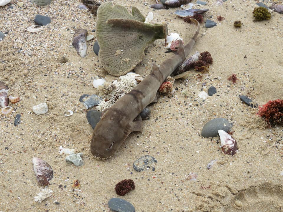 ภาพประกอบของ ปลา edwardsii (Haploblepharus edwardsii)